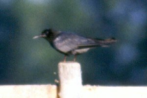 Baie Noire, QC - Jul. 1, 1990