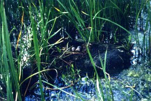 Baie Noire, QC - Jul. 1, 1990
