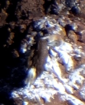 Bill Williams River National Wildlife Refuge, AZ - Jan. 22, 2014