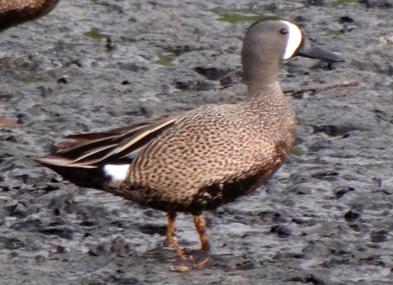 Iona Island, BC - May 13, 2013