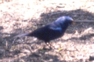 Benston-Rio Grande State Park, TX - Apr. 1, 1986