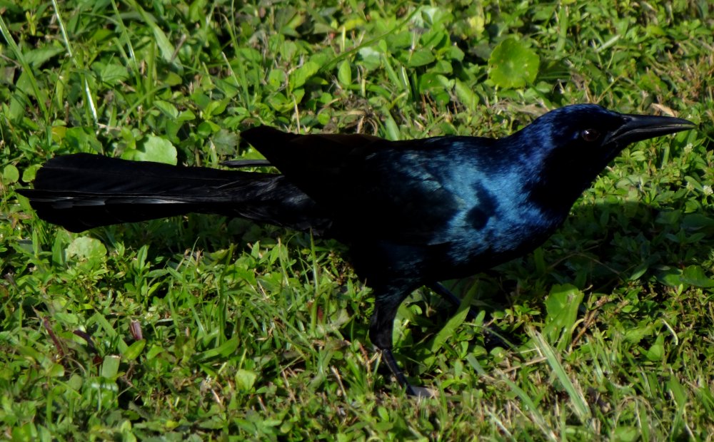 Miccosukee, Tamiami Trail, FL - Jan. 13, 2013 - male