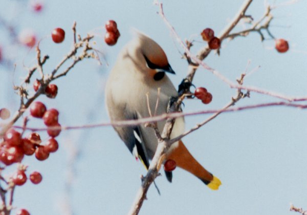 Hampton Park, Ottawa, ON - Mar. 4, 1990