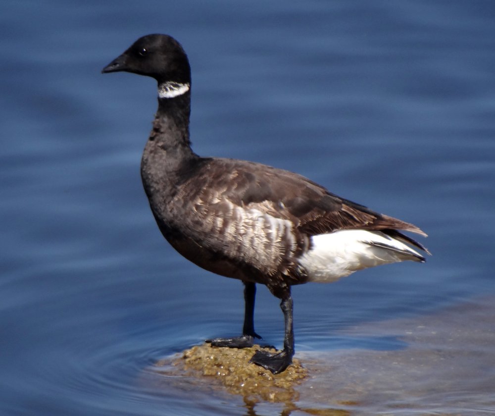 West of Calipatria, CA - Apr. 22, 2013 - black form