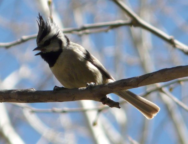 Madera Canyon, AZ - Apr. 8, 2010