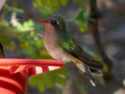 Boyce-Thompson Arboretum, Superior, AZ - Apr. 6, 2010 - female