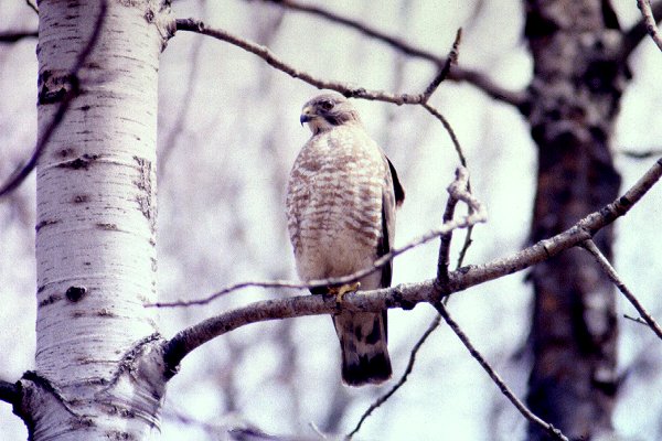 Davidson Road, Gloucester, ON - Apr. 29, 1992