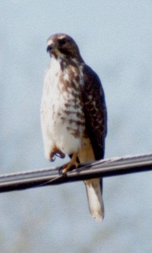 Central Grove, NS - Aug. 28, 1981 - imm.
