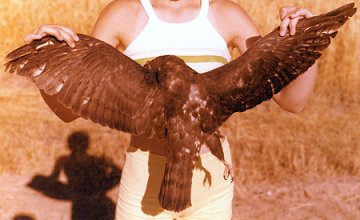 Rosefield, SK - Aug. 17, 1977 - dark phase