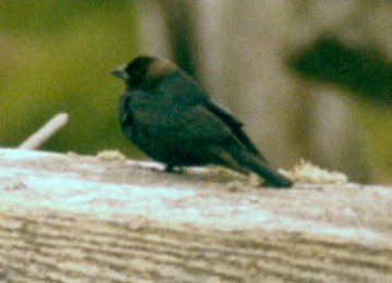 Seal Island, NS - May 24, 1982 - male