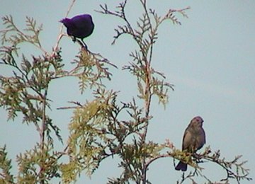 Aylmer, QC - Jun. 4, 2005 - pair