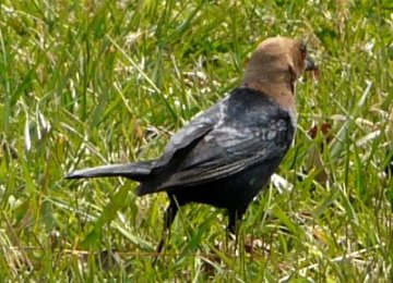 York River State Park, VA - Mar. 28, 2008 - male