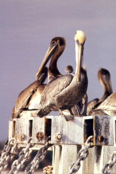 Mayport, FL - Jan. 4, 1990