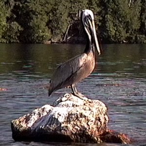 Devil Lake, ON - Jul. 16, 1994