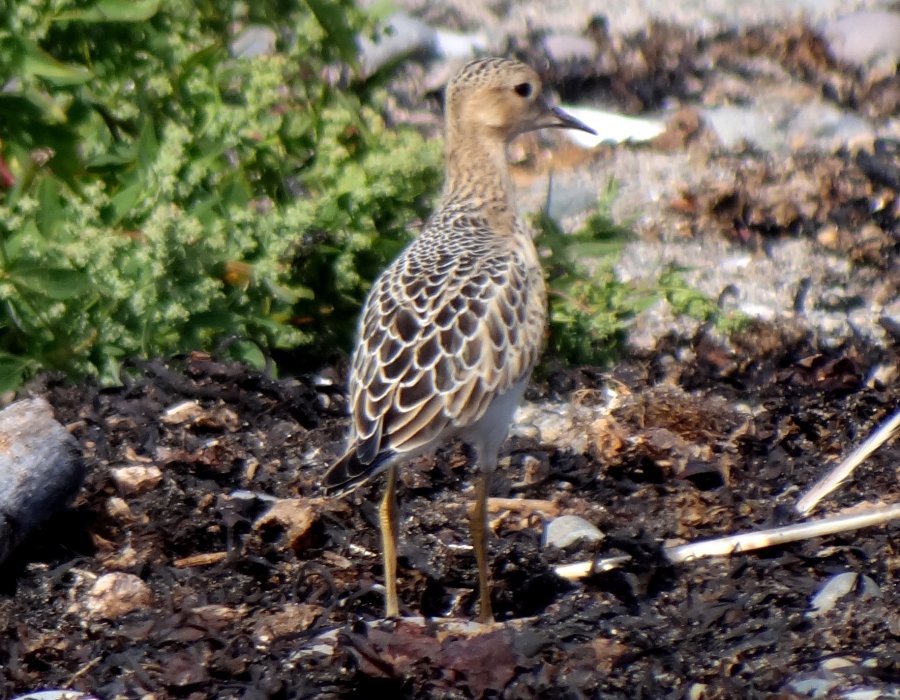 Brier Island, NS - Sep. 13, 2014