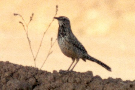 Finney Lake, CA - May 27, 1980