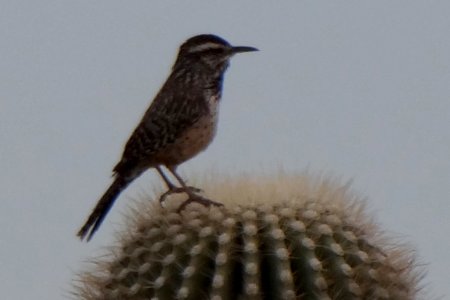 E of Florence, AZ - Mar. 18, 2013