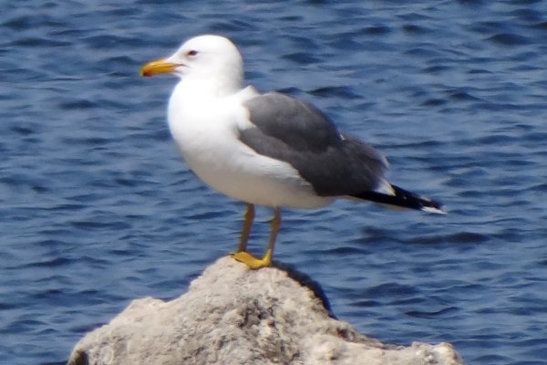 Obsidian Butte, Salton Sea, CA - Apr. 21, 2013 - adult breeding plumage