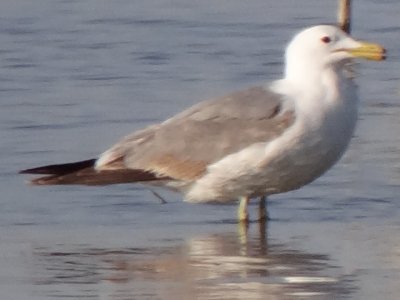 Obsidian Butte, Salton Sea, CA - Apr. 21, 2013 - late 3rd winter plumage