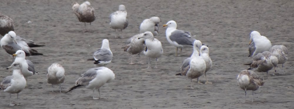 Tijuana Slough National Wildlife Refuge, Seacoast Drive Beach Trail, CA - Apr. 24, 2013 - various plumages, 1st winter through adult
