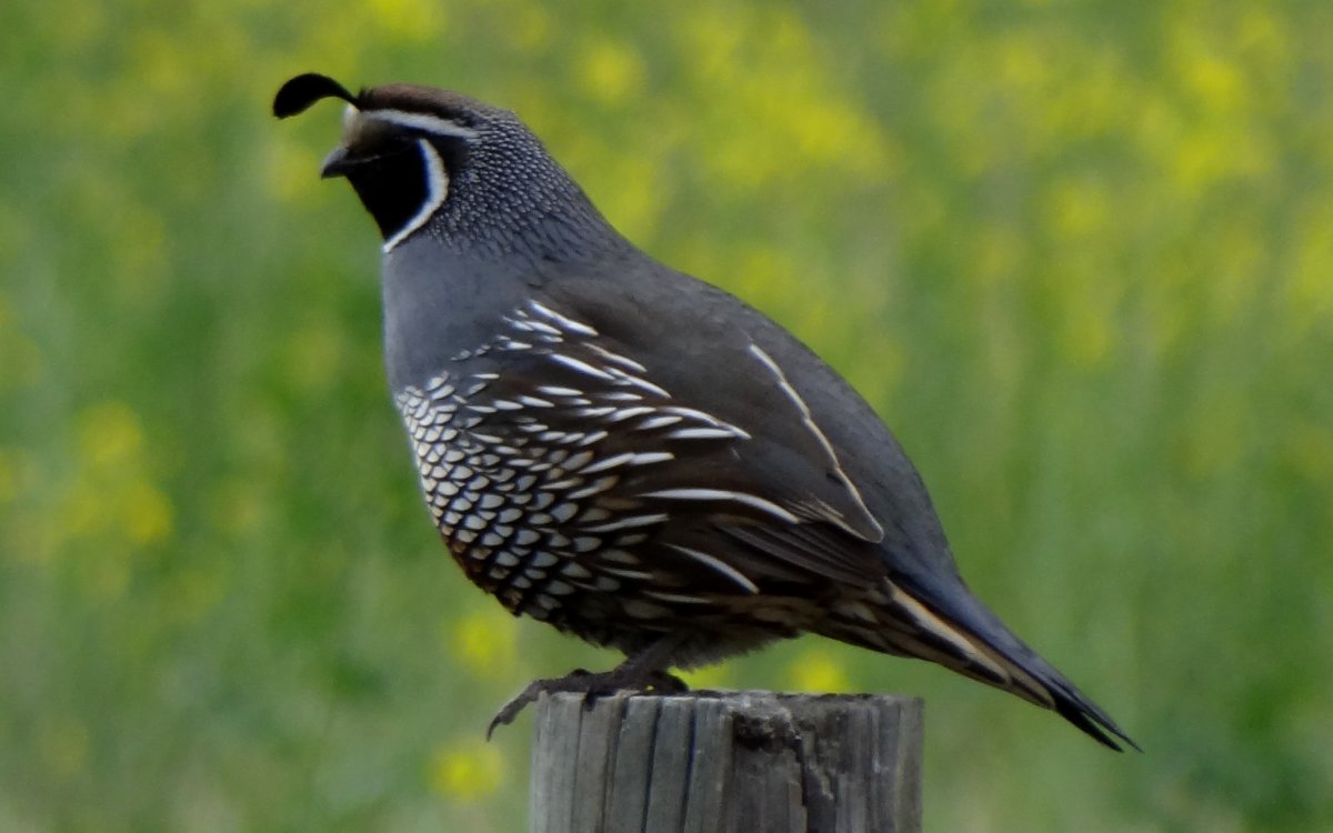 W of Keremeos, BC - May 14, 2013 - male
