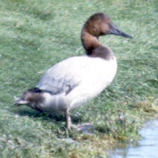 SW of Orillia, ON - Sep. 26, 1987