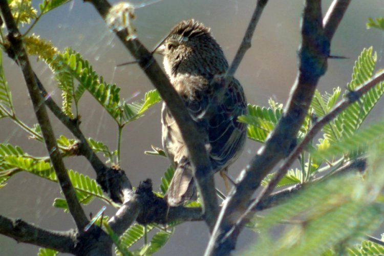 Patagonia Lake, AZ - Apr. 22, 2016