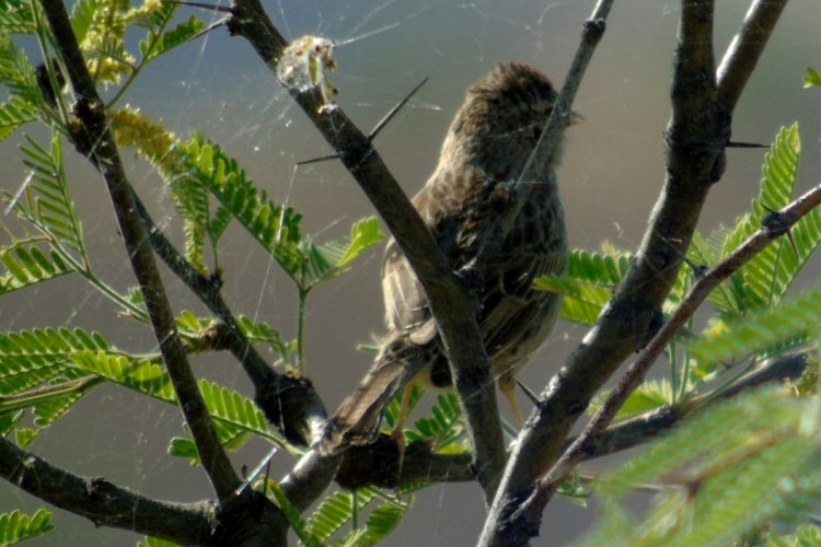 Patagonia Lake, AZ - Apr. 22, 2016