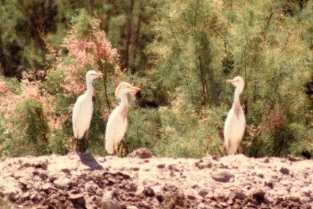 Near Seeley, CA - May 29, 1980