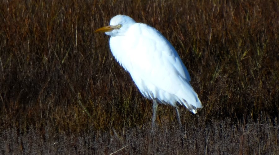 Daniel's Head, Cape Sable Island, NS - Nov. 13, 2014