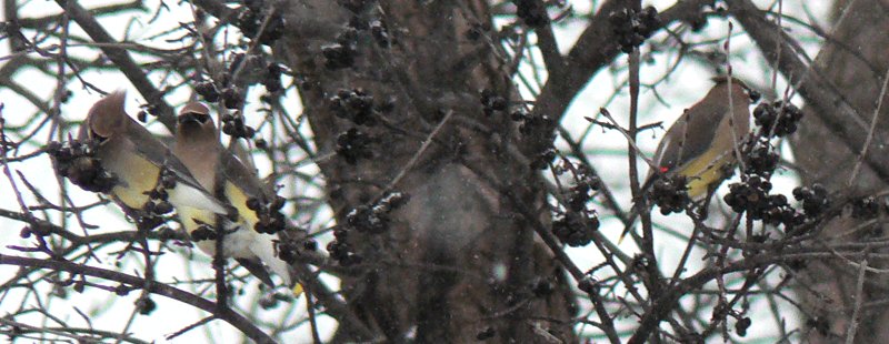 Britannia Conservation Area, Ottawa, ON - Feb. 4, 2007