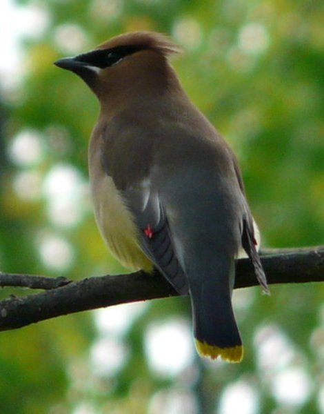 Riverdown Drive, Ottawa, ON - Jun. 4, 2011