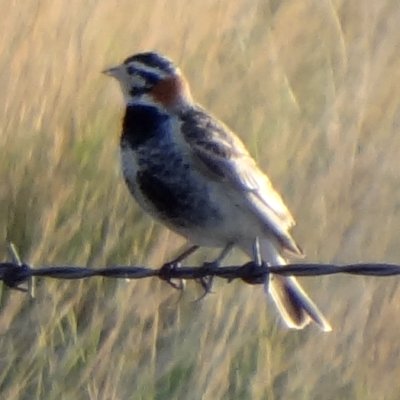 Range Road 80, N of Medicine Hat, AB - May 17, 2013
