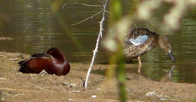 Riparian Sanctuary at Neely Ranch, Gilbert, AZ - Apr. 7, 2010 - pair