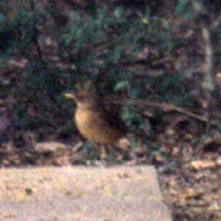 Bensten - Rio Grande State Park, TX - Apr. 1, 1986