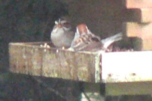 White Head Island, NB - May 21, 2006 - breeding plumage