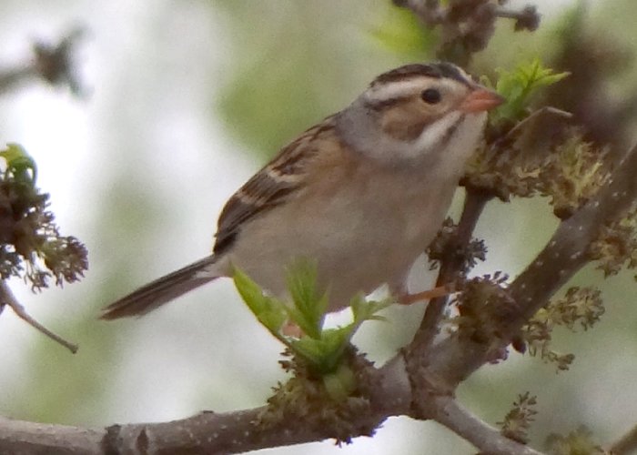 Estevan, SK - May 18, 2013 - breeding plumage