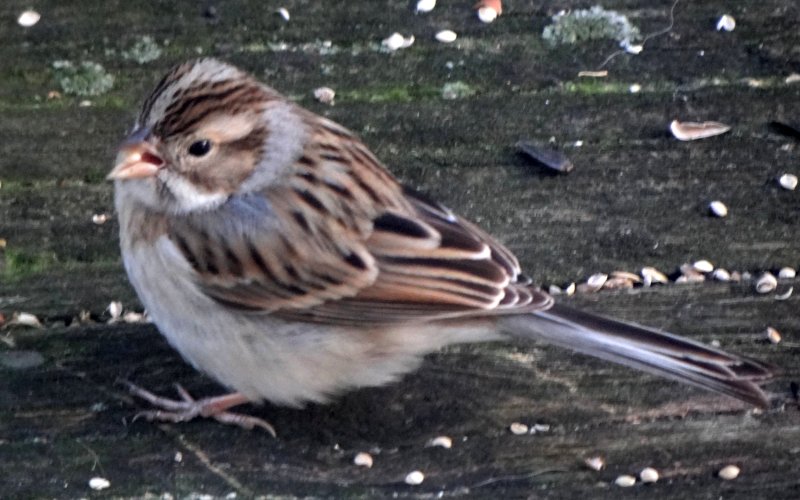 Canso, NS - Dec. 12, 2012 - winter plumage