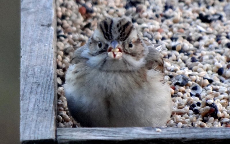 Canso, NS - Dec. 12, 2012 - winter plumage