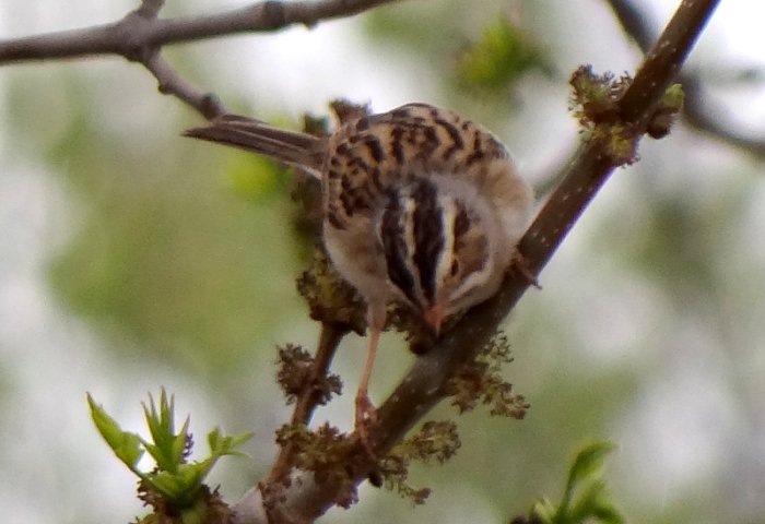 Estevan, SK - May 18, 2013 - breeding plumage