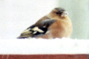 Halifax, NS - Dec. 31, 1988