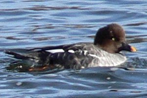 Strathcona Park, Ottawa, ON - Dec. 1, 2007 - female