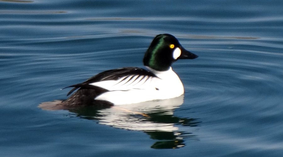 Bill Williams River National Wildlife Refuge, AZ - Feb. 6, 2013 - male breeding plumage