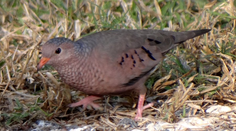 Ding Darling NWR, Sanibel Island, FL - Jan. 14, 2013 - adult eastern female