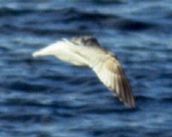 Dartmouth, NS - December 30, 1988