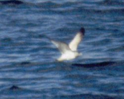 Dartmouth, NS - December 30, 1988