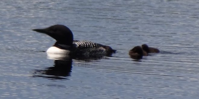 New Germany, NS - Jun. 23, 2014 - summer plumaged adult with two downy chicks