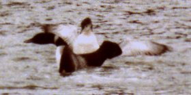 Jordan Cove, OR - Apr. 25, 1980