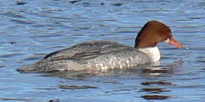 Strathcona Park, Ottawa, ON - Dec. 1, 2007 - adult female