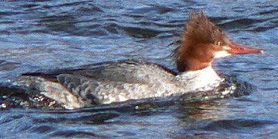 Strathcona Park, Ottawa, ON - Dec. 1, 2007 - adult female